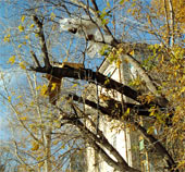 Сказочный домик из Поднебесья, сооружённый местными ребятишками на одном из деревьев между домами №6 и №8 по улице Сабирзянова